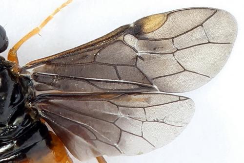 Réf. 223 193 : Nematinus fuscipennis